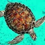 Profile Picture of matthew mahnke (@i_like_turtles_2332) on Instagram