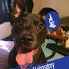 Profile Picture of Amy Qualls Richardso (@@labgrrl1) on Tiktok