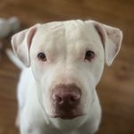 Profile Picture of Ian Collier (@ianxcollier) on Instagram