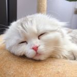 Profile Picture of Jacinta Wong (@jacinta.wong.3956) on Instagram