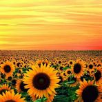 Profile Picture of Sofije Miri Bani (@sofijebani) on Facebook