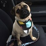 Profile Picture of Roger Griffith (@oz_puglife) on Instagram