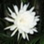 Profile Picture of Huynh Kim Anh (@Highland78) on Flickr