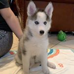 Profile Picture of Athena Perez (@athena_thee_husky) on Instagram