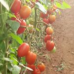 Profile Picture of andy farm (@mi.farmer) on Instagram