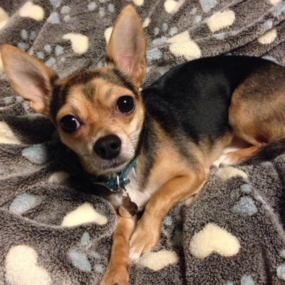 Profile Picture of Kirsten Holland (@kirstenholland) on Twitter