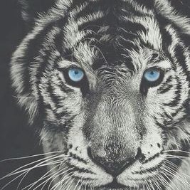 Profile Picture of Juan Emilio Bowen (@CarlosBowenS) on Twitter