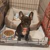 Profile Picture of Penny Hooper (@@penny.thefrenchie) on Tiktok