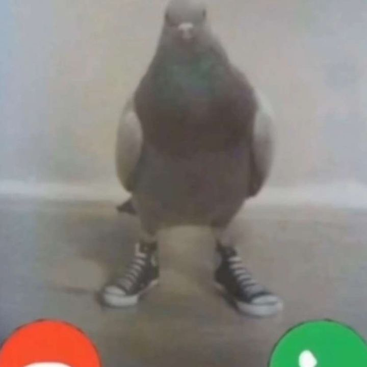 Darren Perez - Tiktok Profile Picture of Darren Perez (@darringortiz) on Tiktok