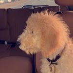 Profile Picture of °Baylor Grant Carlisle (@baylor_doodle) on Instagram