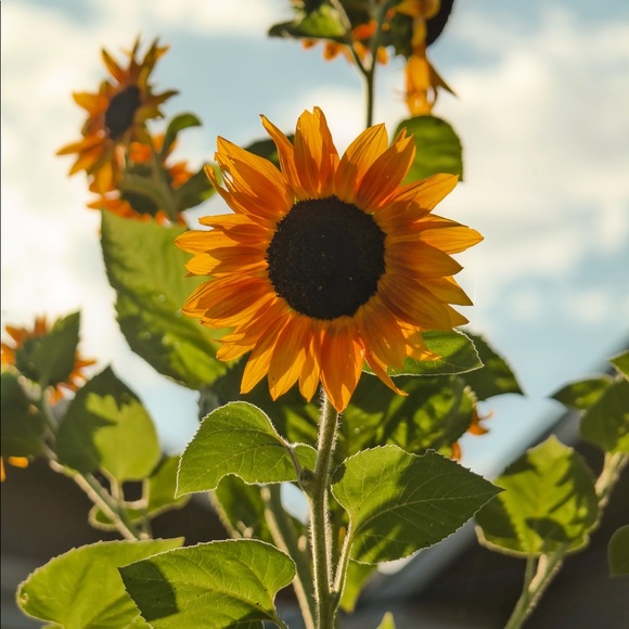 Profile Picture of Lisa Clibon (@happacuppa) on Poshmark