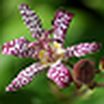 Profile Picture of Kim  Barter (@kim beee) on Flickr