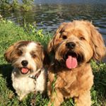 Profile Picture of 𝔸𝕝𝕧𝕚𝕟 & 𝔼𝕕𝕕𝕪 (@havanese_hearts) on Instagram