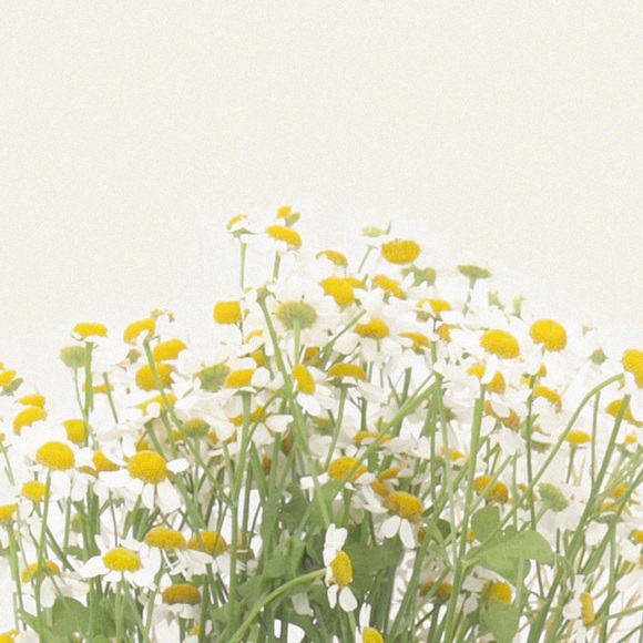 Profile Picture of Gina Pizzolon (@bellagoldengirl) on Poshmark