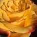 Profile Picture of Kimberly Frodelius (@kimberlyfrodeli) on Pinterest