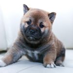 Profile Picture of Elvis Stephenson (@famouspuppygroup) on Instagram