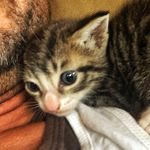 Ron Combs - Instagram Profile Picture of Ron Combs (@kitty_meatball) on Instagram