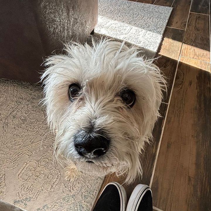 wallacefinds - Tiktok Profile Picture of wallacefinds (@wallacefinds) on Tiktok