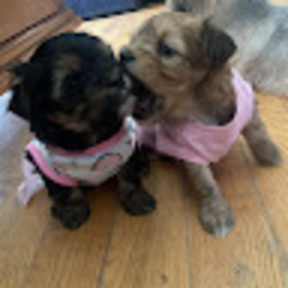 Profile Picture of Alishaly Serrano (@serranoalishaly) on Poshmark