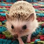 Profile Picture of 🐾Ralph Harrison🐾 (@ralphharrison_thehedgehog) on Instagram