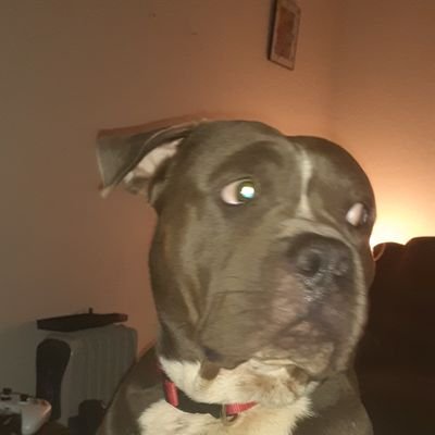 Profile Picture of Cody Sigmon (@Codysigmon3) on Twitter