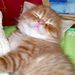 Profile Picture of Herman Chung (@hermanchung) on Pinterest