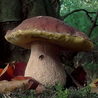 Profile Picture of Raymond Forgel (@Raymond-Forgel) on Facebook