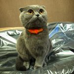 Profile Picture of 𝓛𝓾𝓬𝔂 𝓣𝓱𝓮 𝓒𝓪𝓽 (@lucy_the_scottish_fold) on Instagram