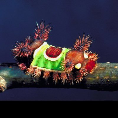Profile Picture of Jason Capriotti (@capriottisoccer) on Twitter