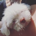 Profile Picture of christopher so (@sorrowzgirl) on Instagram