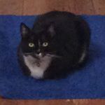 Profile Picture of James Brooker’s Cat (@clarapants2017) on Instagram