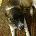 Profile Picture of Patches Harman (@patches_harman) on Instagram