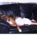 Profile Picture of JoAnn Bacon (@josziejo) on Pinterest