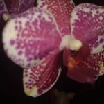 Profile Picture of Ruth Alfred (@ruthalfred47) on Instagram