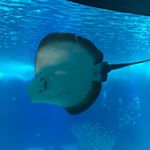 Profile Picture of Daniela Ryan (@danielaryan274) on Instagram