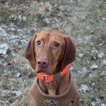 Profile Picture of Rusty (@rustyroobauer) on Instagram