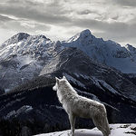 Profile Picture of Evan Smith (@he ran with wolves) on Flickr