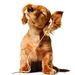 Profile Picture of DOGS JUMP🐶 | DOGS AND PUPPIES🐶 | DOGS FUNNY 🐶| DOGS QUOTES🐶 (@designerurmila) on Pinterest