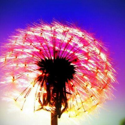 Profile Picture of Rachel Herd (@rachelherd13) on Twitter