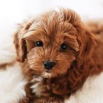 Profile Picture of Mr. Bentley Thomas 🐾 Cavapoo (@mr.bentleythomas) on Instagram