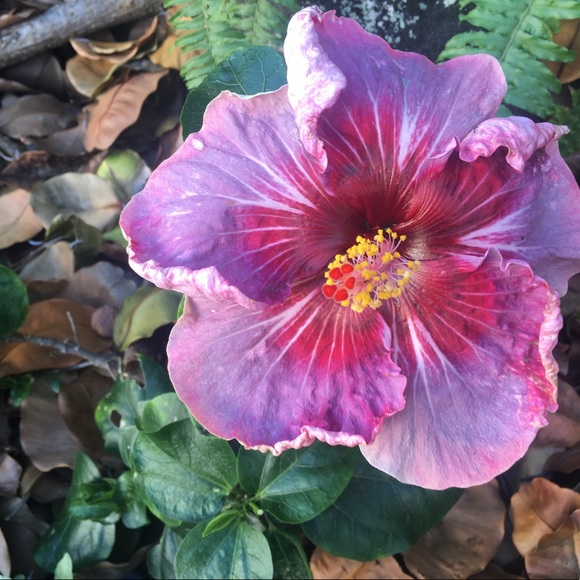 Profile Picture of Janice Staffield (@konapnw) on Poshmark