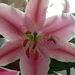 Profile Picture of Kerri Grant (@kelegr) on Pinterest