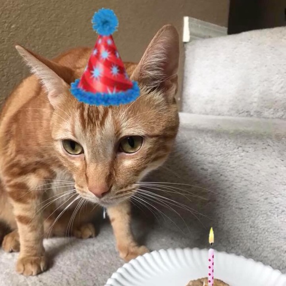 Profile Picture of Kate Petrick (@kpetrick22) on Poshmark