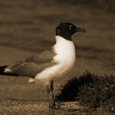 Profile Picture of Audrey Capps (@alkcapps) on Twitter