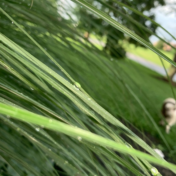 Profile Picture of Charlee Kollek (@mlkollek1) on Poshmark