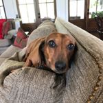 Profile Picture of Louis Clark Kent (@louistheweinerdog) on Instagram