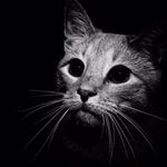 Profile Picture of Joannie Dupont (@joannie_dup) on Instagram