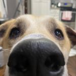 Pookington Berhost III - Instagram Profile Picture of Pookington Berhost III (@pookingtonberhost) on Instagram