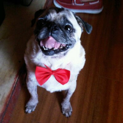 Profile Picture of Peter Fink (@peterafink) on Twitter