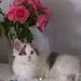 Profile Picture of Peter Imhof (@pimhof571) on Pinterest
